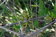 Burchellia bubalina