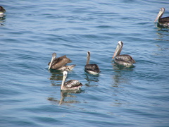 Pelecanus thagus