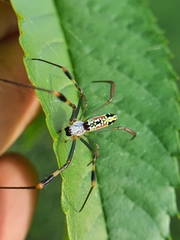 Trichonephila senegalensis