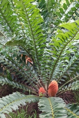 Encephalartos ferox ferox