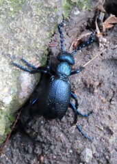 Meloe proscarabaeus