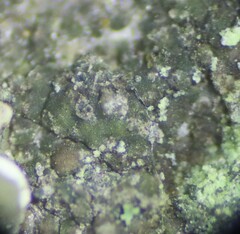 Scoliciosporum umbrinum