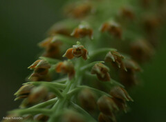 Epidendrum armeniacum