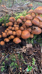 Psathyrella piluliformis