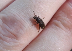 Eucorynus crassicornis