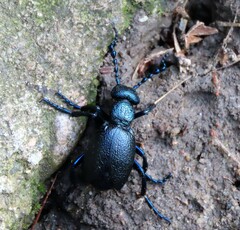 Meloe proscarabaeus