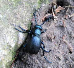 Meloe proscarabaeus