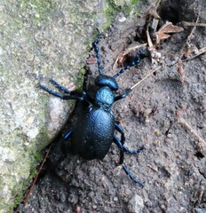 Meloe proscarabaeus