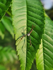 Trichonephila senegalensis