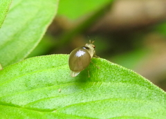 Celyphidae