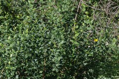 Halleria lucida
