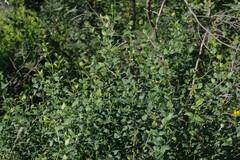 Halleria lucida