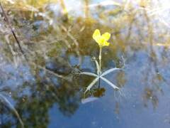 Utricularia radiata