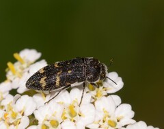 Acmaeoderella flavofasciata