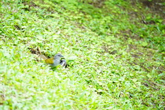 Arremonops conirostris