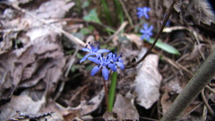 Scilla bifolia