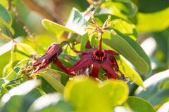 Passiflora cupraea