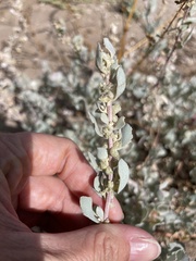 Atriplex barclayana