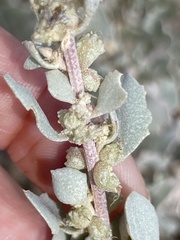 Atriplex barclayana