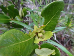 Ixora collina