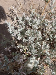 Atriplex barclayana
