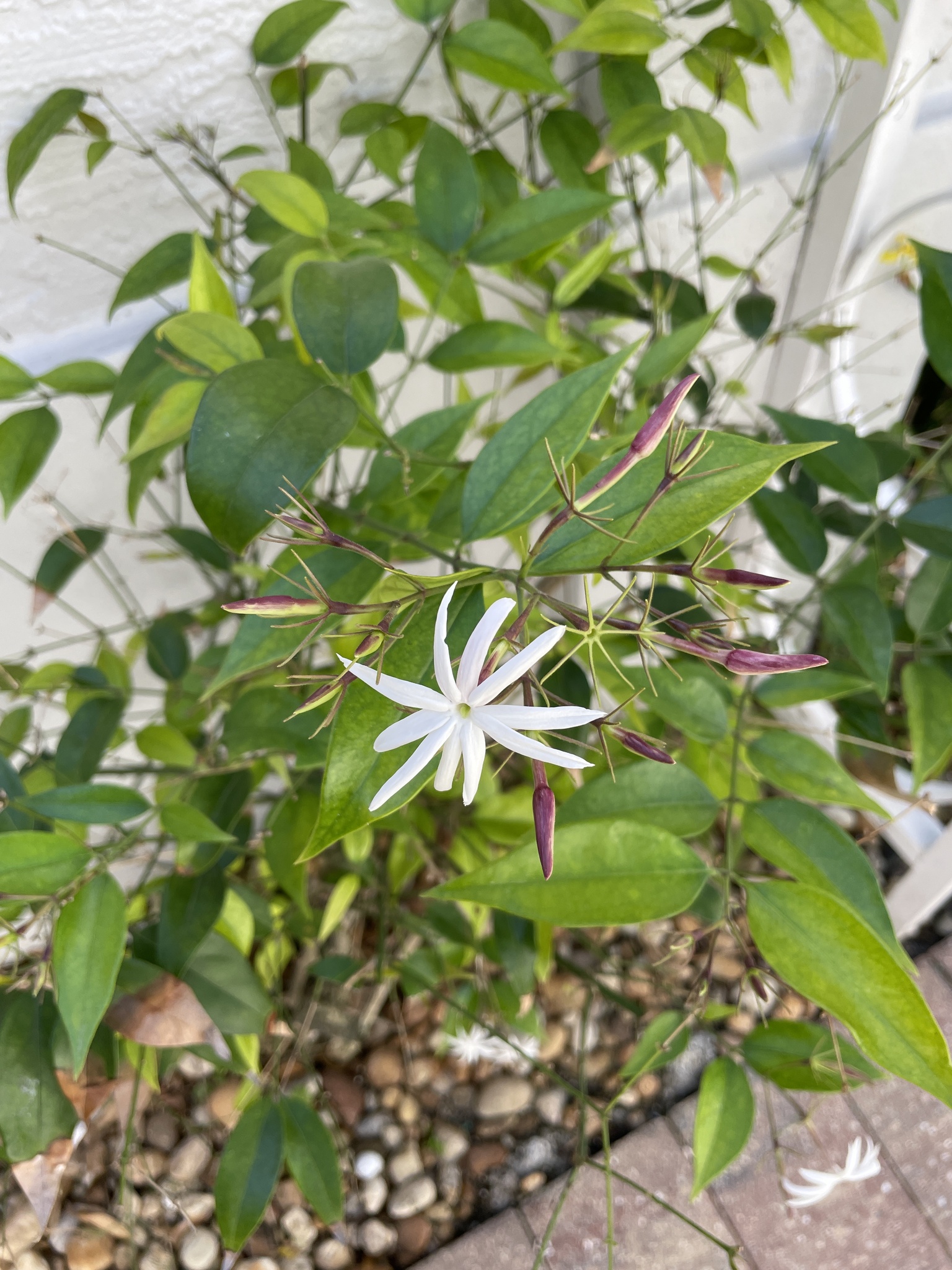 Imagem de Jasmim-estrela