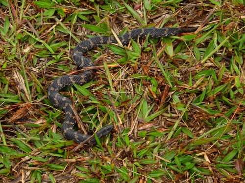 Photo of a Atractus atratus (Atractus atratus)