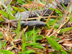 Atractus atratus
