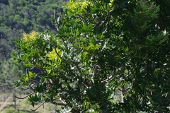 Harpephyllum caffrum