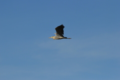 Ardea cinerea
