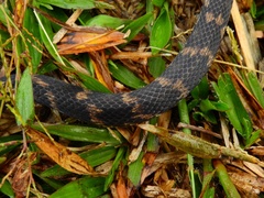 Atractus atratus