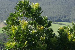 Harpephyllum caffrum
