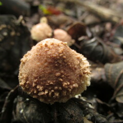 Lepiota jacobi