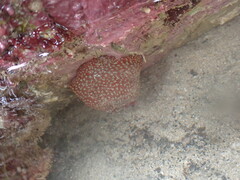 Actinia fragacea