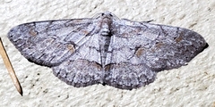 Iridopsis vellivolata