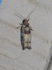 Pseudexentera knudsoni