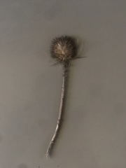 Dipsacus fullonum
