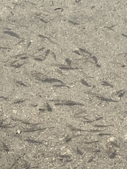 Cyprinodon macularius