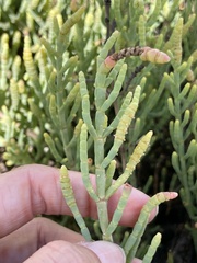 Arthroceras subterminale