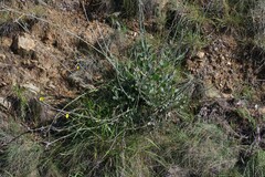 Osteospermum junceum