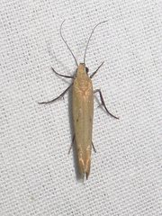 Ypsolopha ochrella