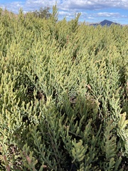 Arthroceras subterminale