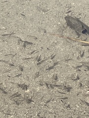 Cyprinodon macularius