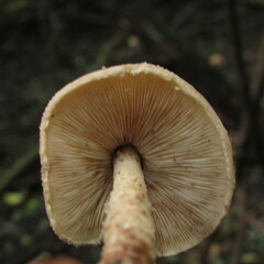 Lepiota jacobi