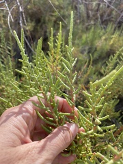 Allenrolfea occidentalis