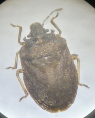 Podops inunctus