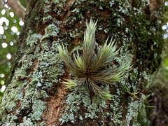 Tillandsia tricholepis