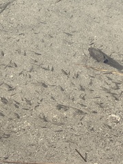 Cyprinodon macularius