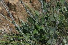 Osteospermum junceum