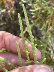 Allenrolfea occidentalis